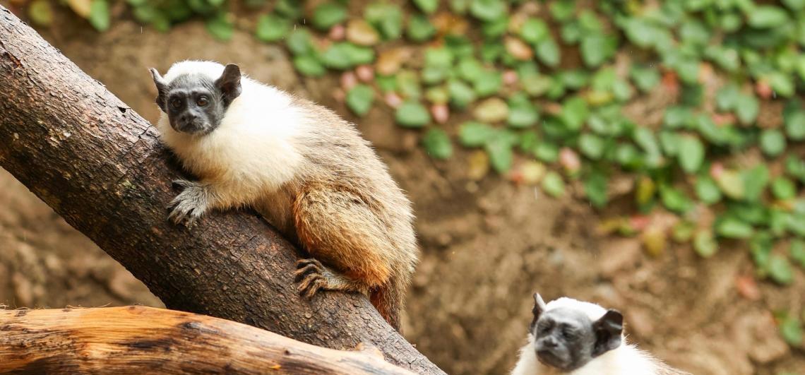 Caju e Castanha são os nomes escolhidos para os filhotes de sauim-de-coleira do Zoo de Brasília