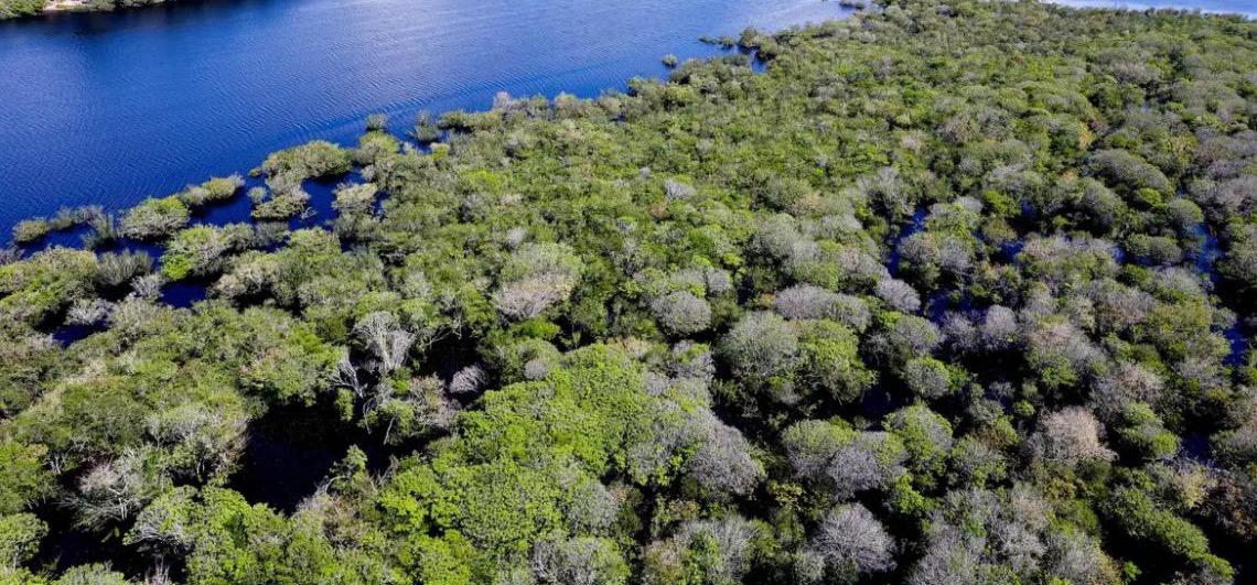 Governo brasileiro lança edital para combate ao desmatamento na Amazônia