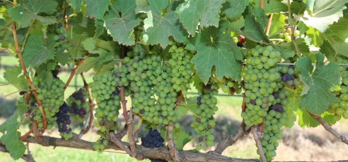 Carnaval com sossego vibrante? Aproveite as dicas turísticas pelo Distrito Federal