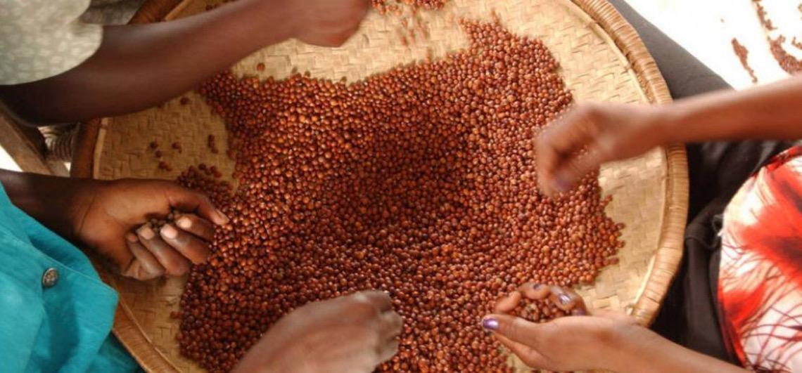 Dia Mundial das Leguminosas, celebrado em 10 de fevereiro, enfatiza nutrição e sustentabilidade