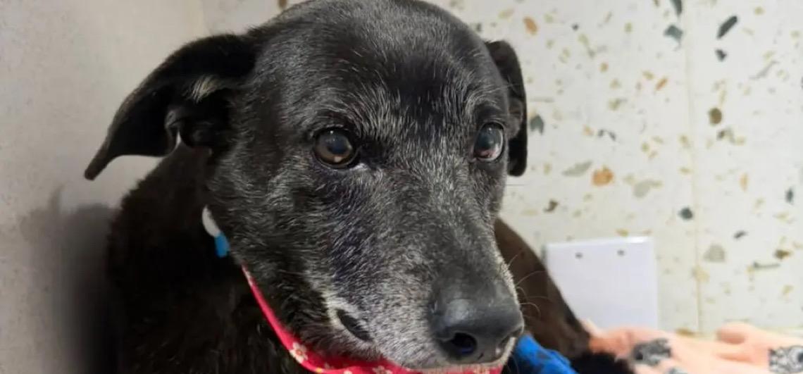 Cadela Pretinha, companheira e fiel escudeira de Orelha, morre em Florianópolis