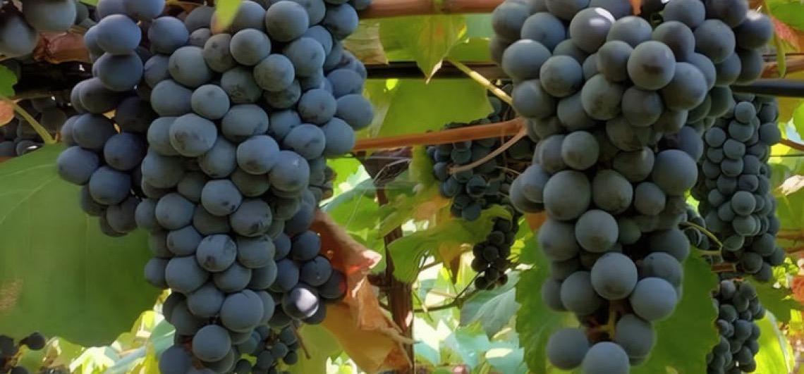 Novas uvas lançadas pela Embrapa reforçam produção de sucos e vinhos brasileiros