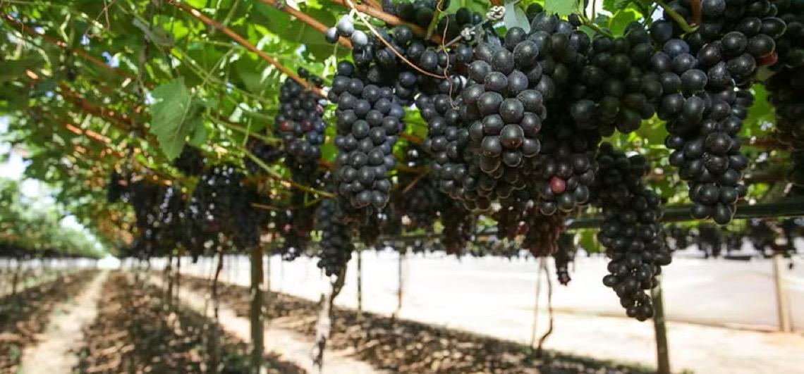 Uvas de mesa exóticas, de genética importada, são grande aposta do Vale do São Francisco