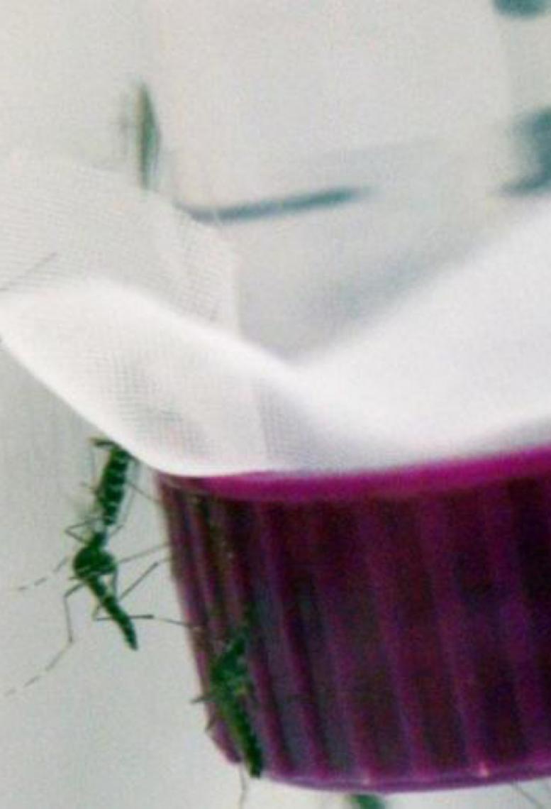 Crescem casos de chikungunya nas Américas em 2026, revela Opas