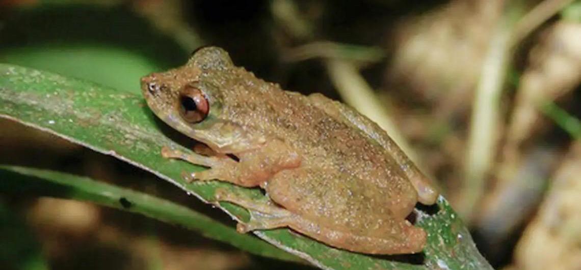 Pesquisadores descobrem uma nova espécie de perereca que habita no Cerrado mineiro