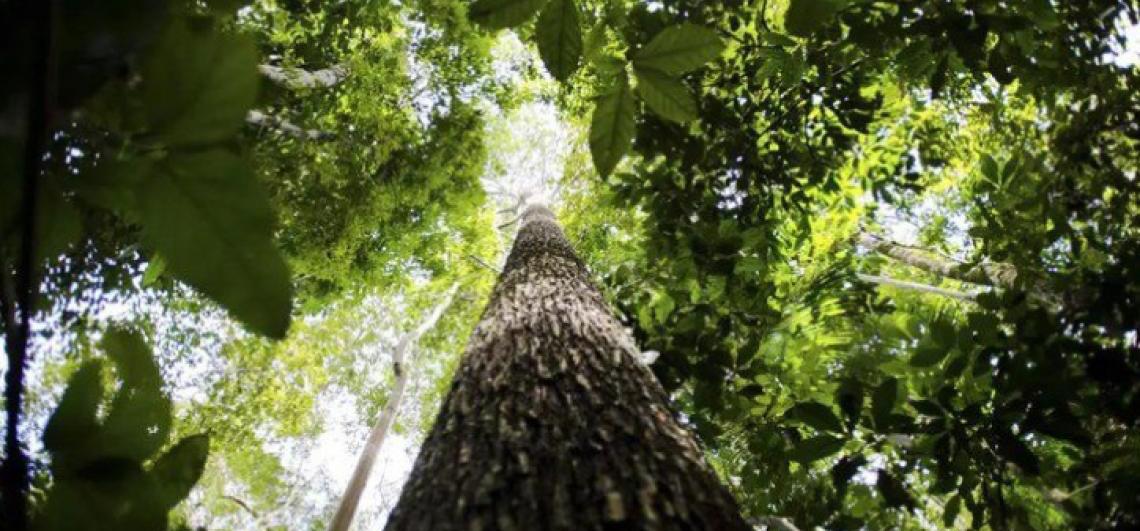 Alertas de desmatamento caem 35% na Amazônia e 6% no Cerrado desde agosto