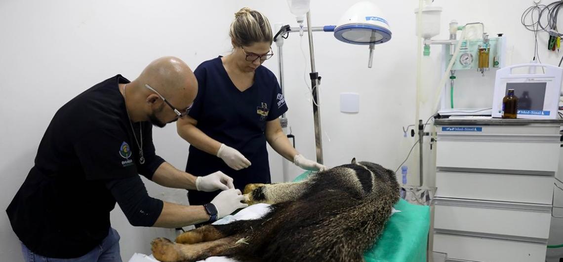 Pioneiro no Brasil, Hospital da Fauna Silvestre atendeu a mais de 5 mil animais em dois anos de funcionamento