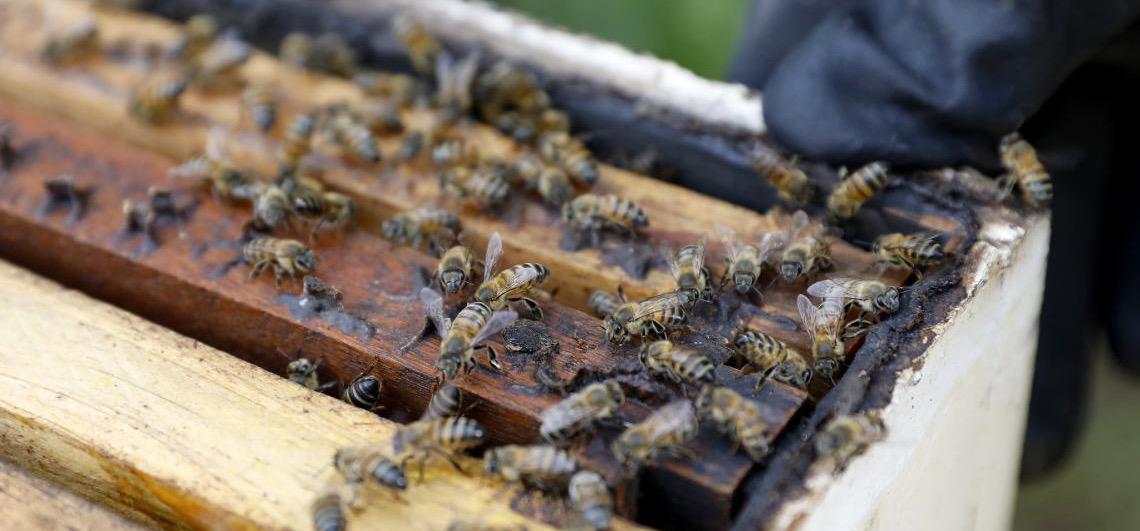 Trilha de abelhas nativas do Cerrado é lançada, no Parque Ecológico Tororó, no DF