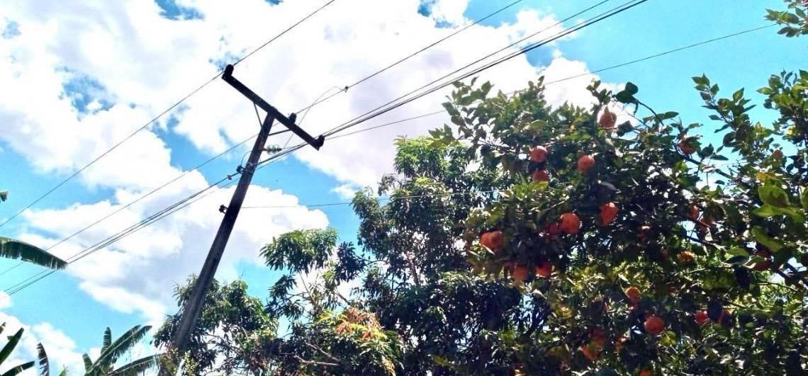Colher frutas no Distrito Federal perto da fiação elétrica pode causar acidentes graves