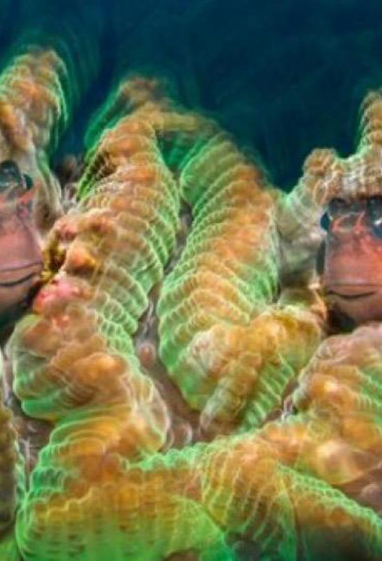 Tratado do Alto-Mar reúne Brasil e 84 países na proteção dos oceanos além-fronteiras