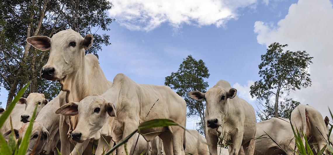 Marrocos abre licitação para comprar carne bovina, animais precisam atender a exigências