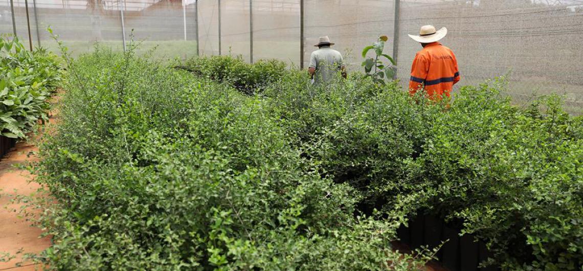 DF ultrapassa 218 mil árvores plantadas desde 2019 e amplia meta até 2027