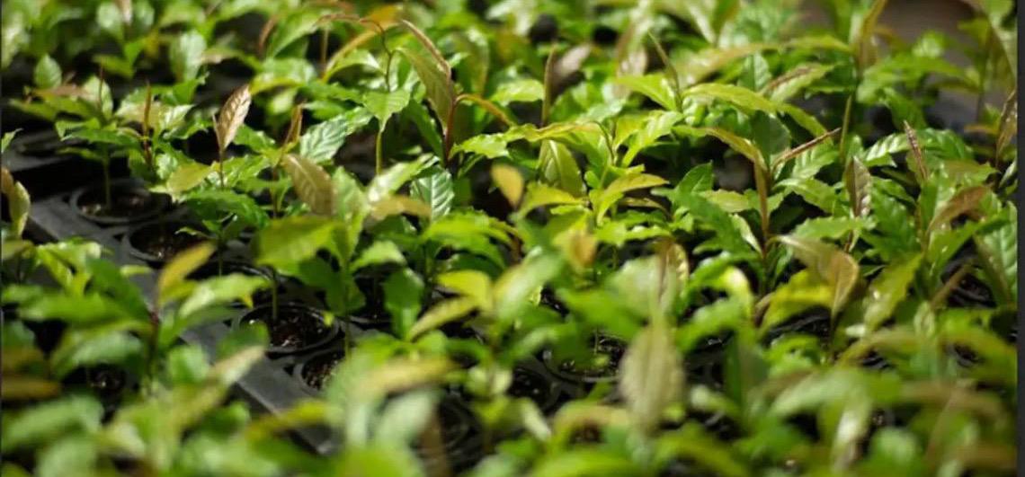 Mata Atlântica: De bioma devastado a exemplo de restauração florestal