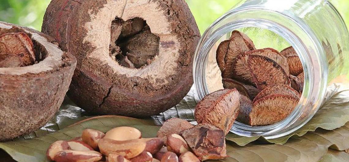 Salto estrutural: Projeto cria indicadores de eficiência para a cadeia da castanha-da-amazônia