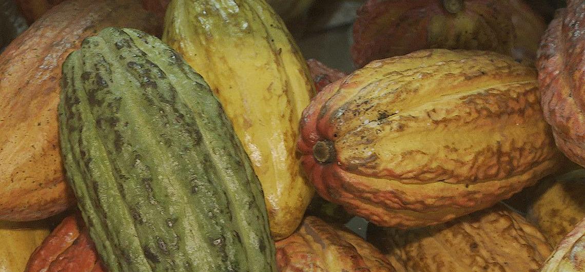 Governo brasileiro suspende temporariamente importação de cacau da Costa do Marfim 