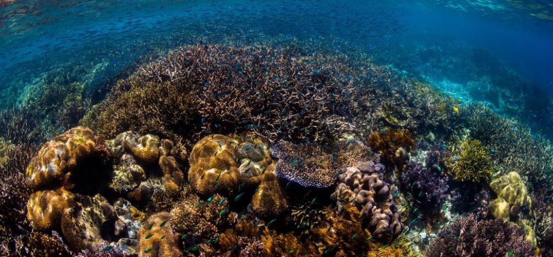 Lacuna de conhecimento sobre oceanos pode abalar adaptação climática