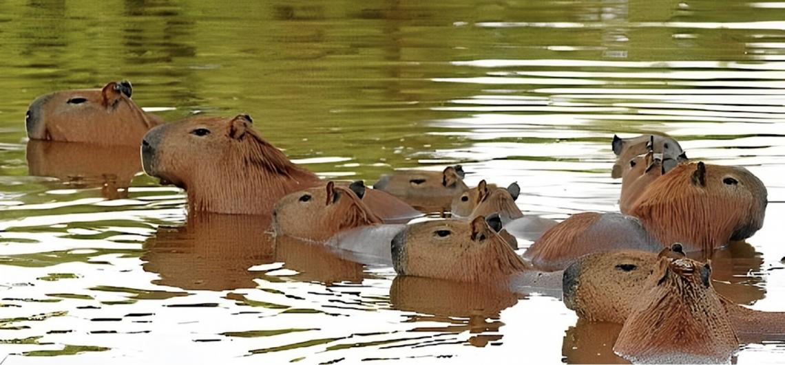 Iº Workshop sobre Febre Maculosa reforça base científica para manejo de capivaras no Distrito Federal