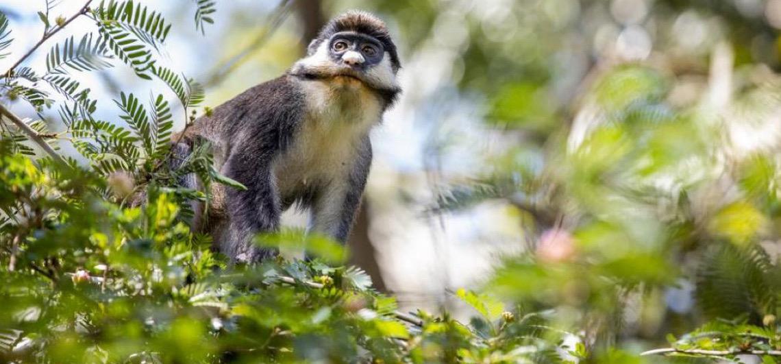 Dia Mundial da Vida Selvagem destaca plantas medicinais e proteção dos ecossistemas