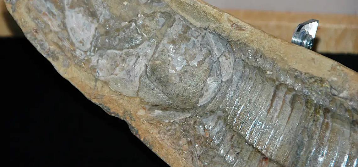 Fósseis retirados da Bacia do Araripe voltam ao Brasil 30 anos depois