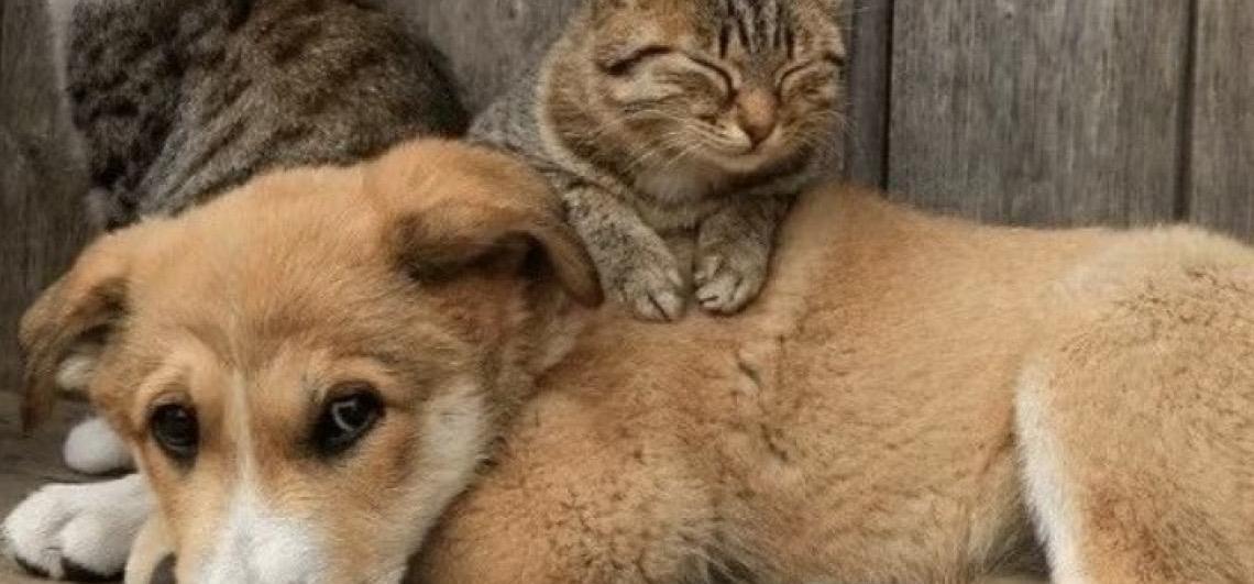 Ministério do Meio Ambiente anuncia a Semana Nacional dos Animais, em Brasília