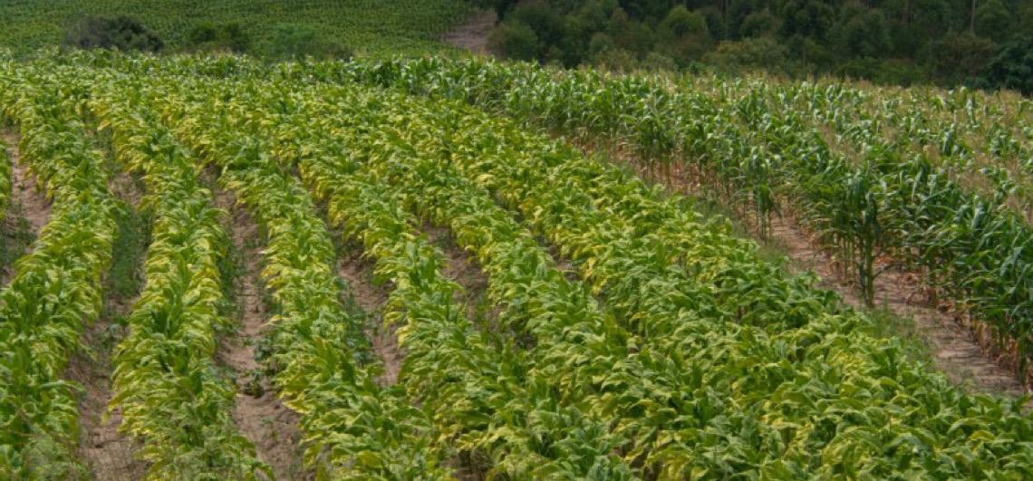 Tarifaço dos EUA não afeta Brasil, que bate recorde em exportação de tabaco no exterior, diz mídia