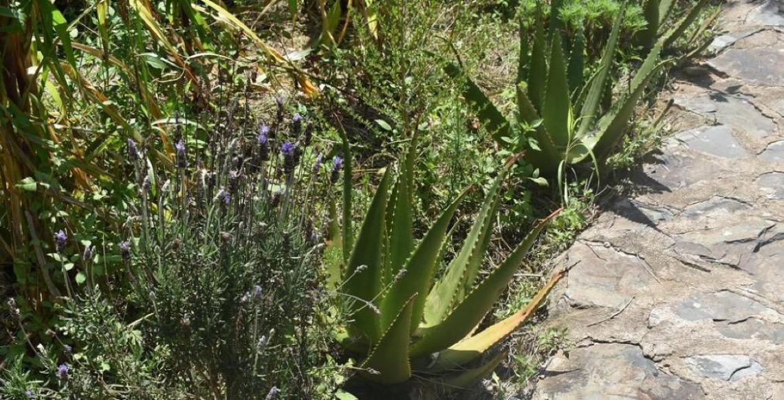 A conservação das plantas medicinais enfrenta desafios crescentes