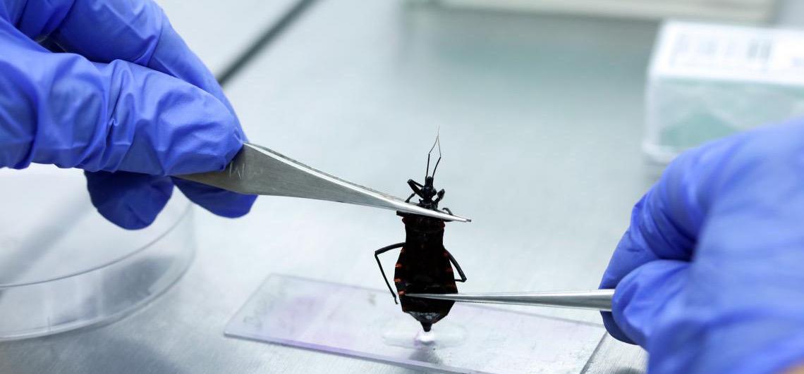 Vigilância Ambiental analisa animais que representam risco à saúde no Distrito Federal