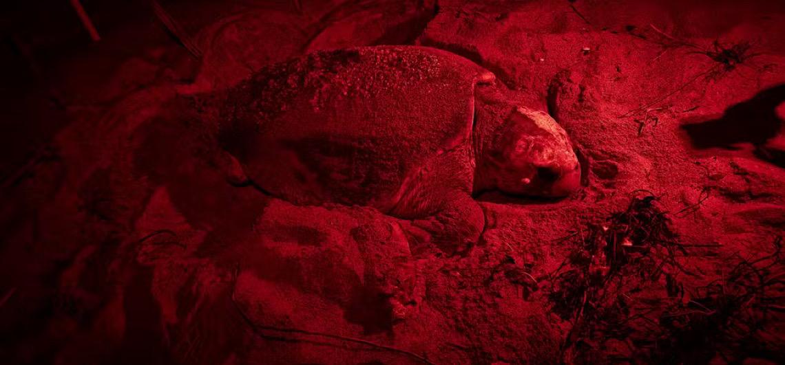 Tartaruga marcada por pesquisadores em 1988 reaparece em praia do Espírito Santo