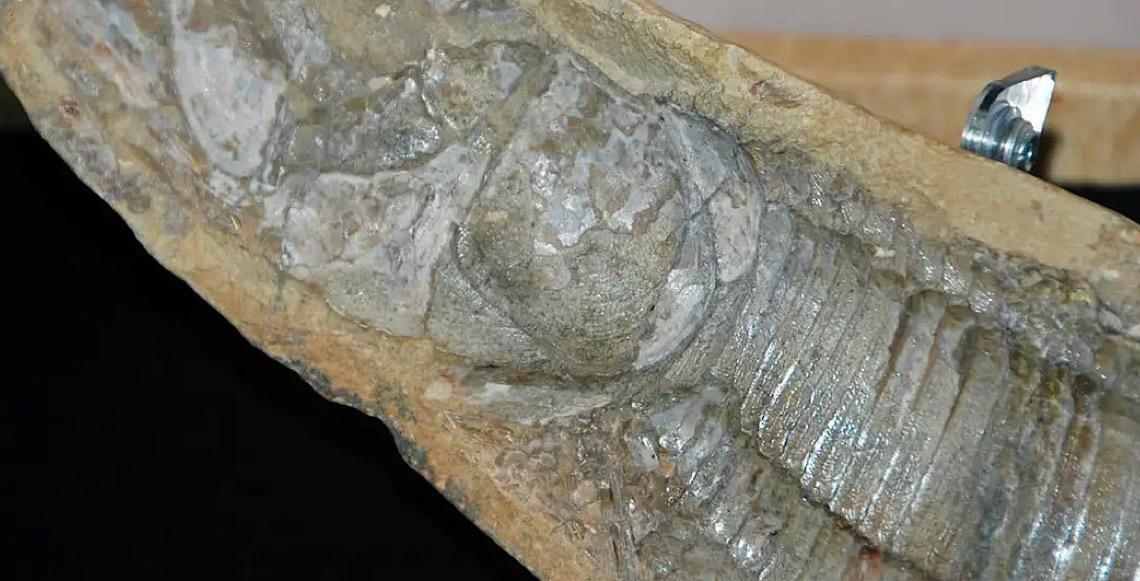 Fósseis retirados da Bacia do Araripe voltam ao Brasil 30 anos depois