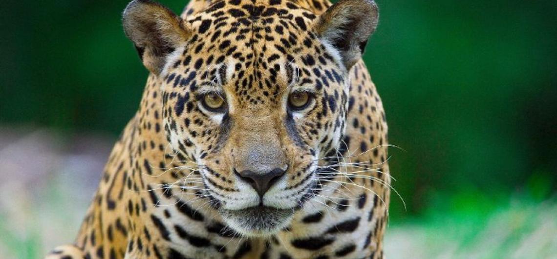 COP 15 no Brasil: Entenda o papel da conferência na proteção global das espécies migratórias