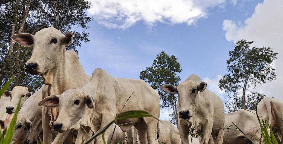 Marrocos abre licitação para comprar carne bovina, animais precisam atender a exigências