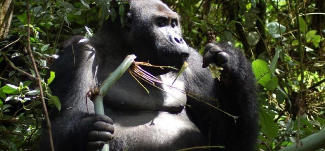 Programa das Nações Unidas ressalta esforços para salvar animais que estão à beira da extinção