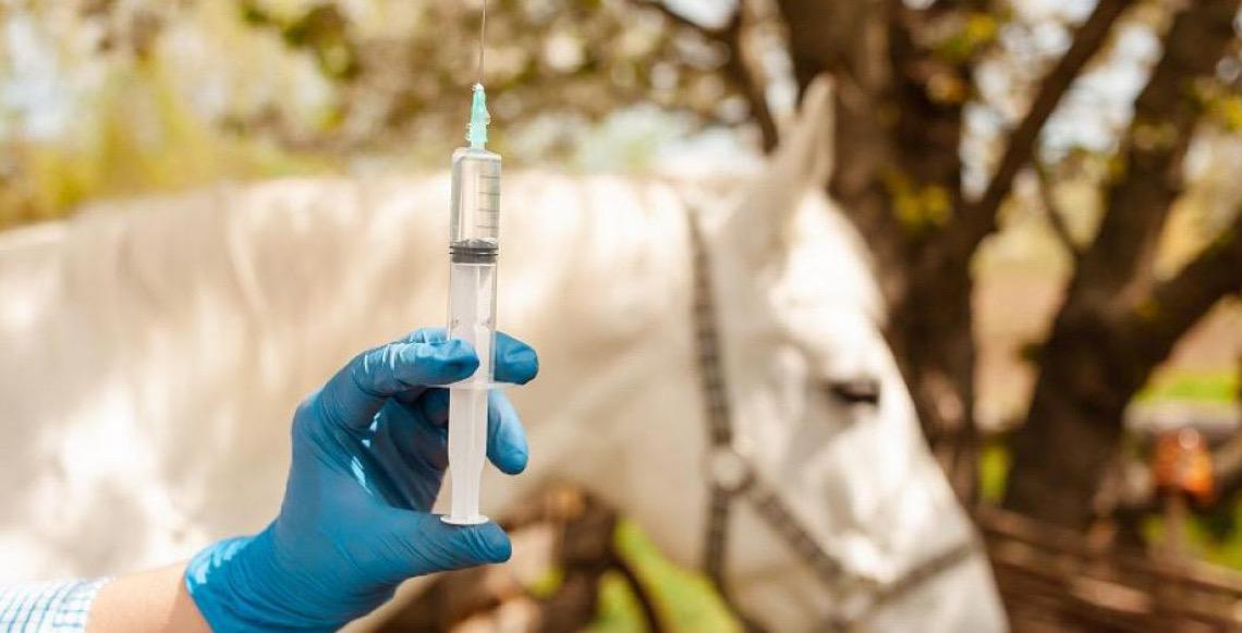 DF suspende exigência de vacina contra influenza equina para emissão de Guia de Trânsito Animal