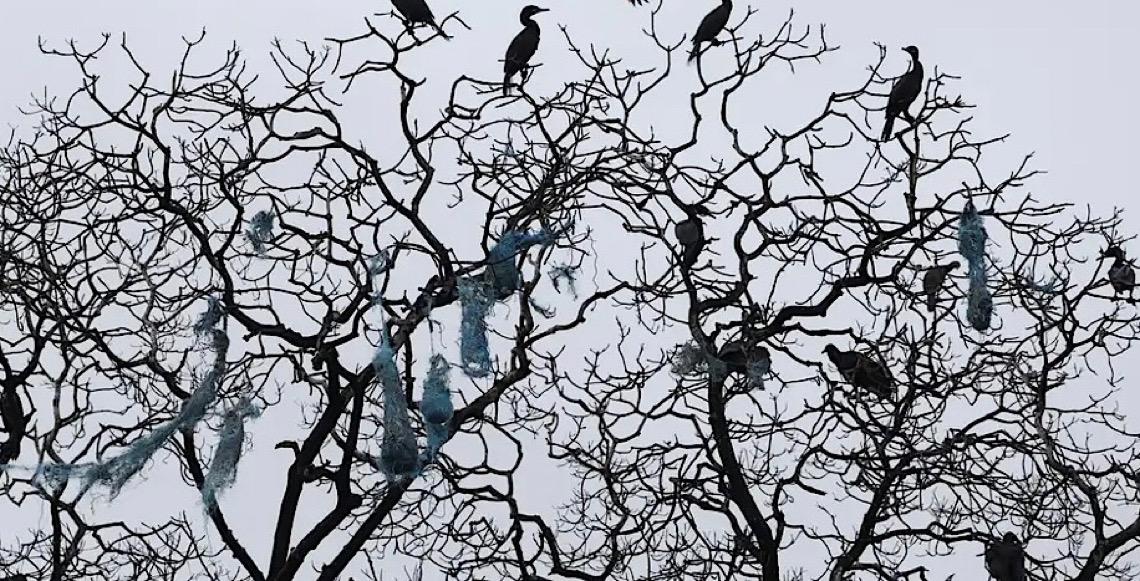 Corvos superam primatas e intrigam cientistas com compreensão de geometria