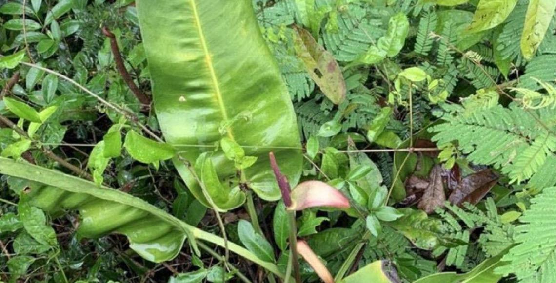 Pesquisadores do Instituto Nacional da Mata Atlântica descobrem nova espécie de antúrio no Espírito Santo