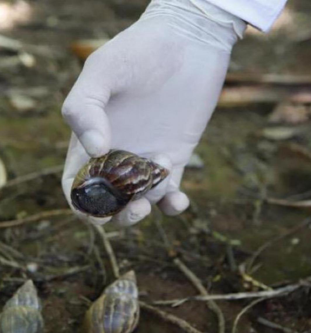 Chuvas frequentes e terrenos molhados alertam para presença de caramujo africano no Distrito Federal