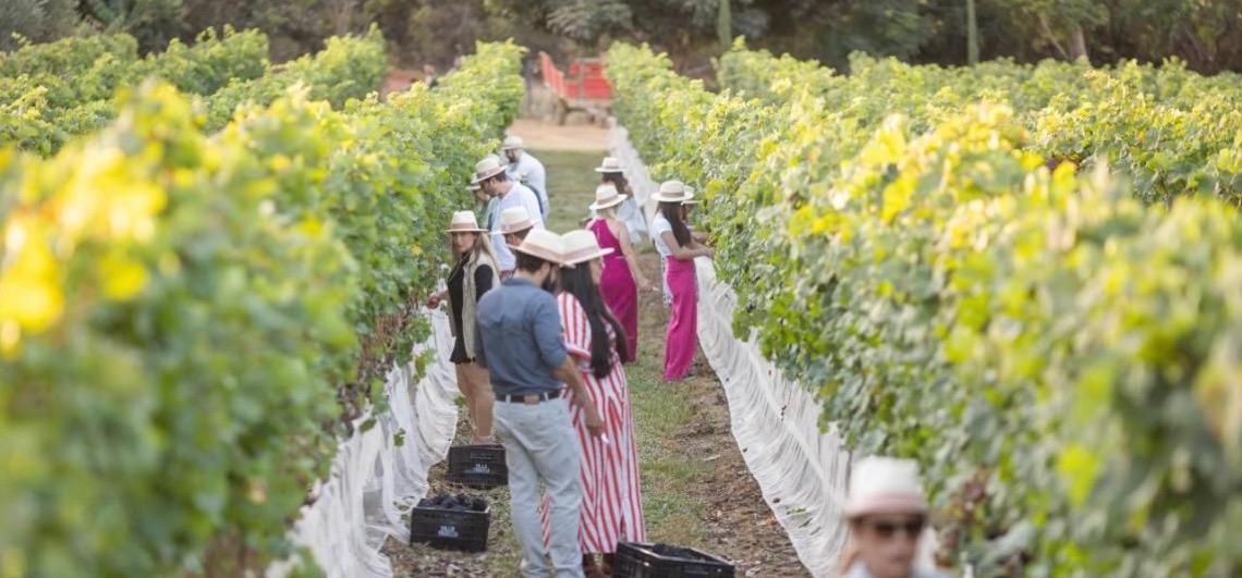 Emater-DF lança catálogo com mais de 300 produtos e experiências de turismo rural no Distrito Federal