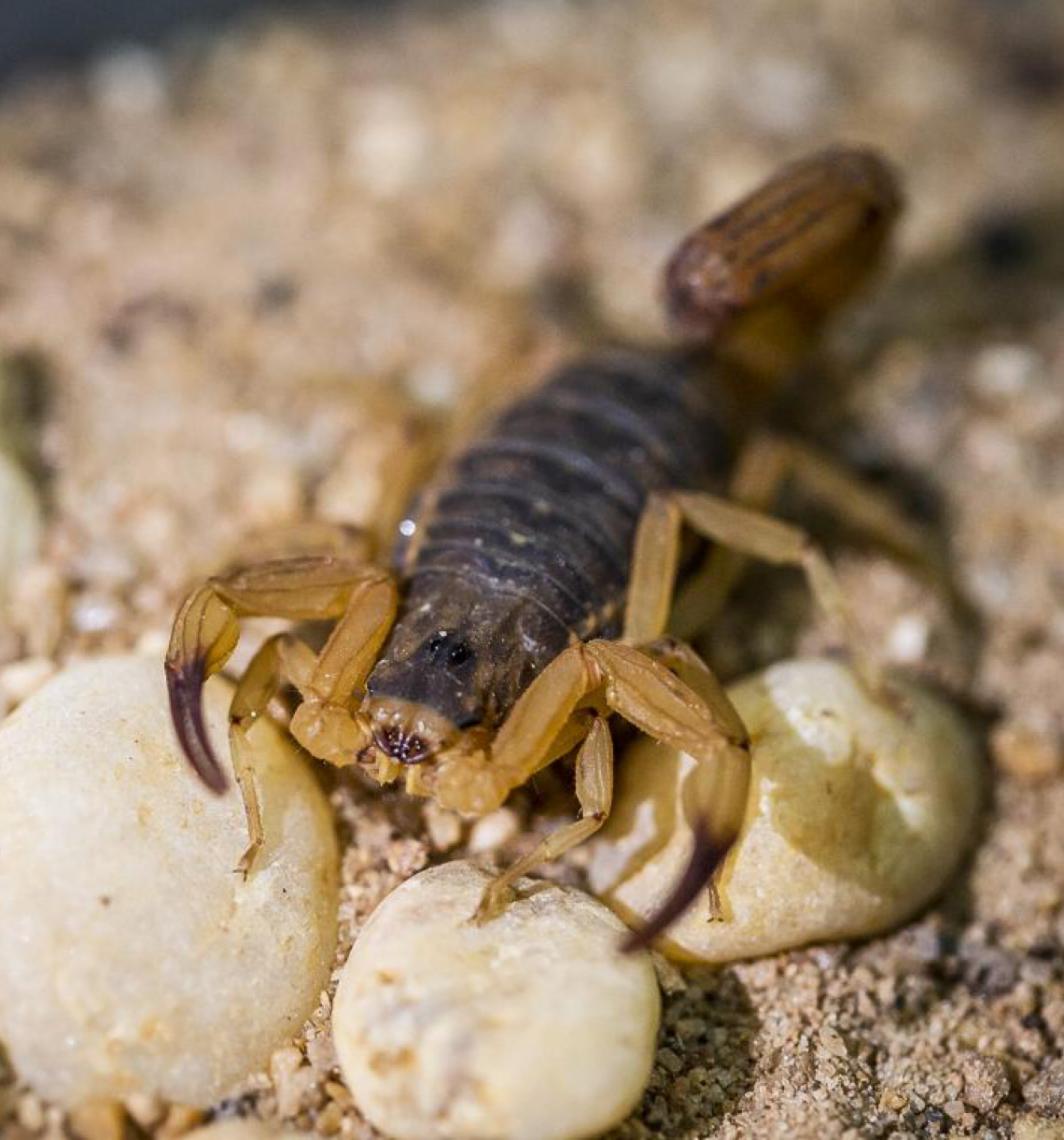 Distrito Federal registra mais de 5,5 mil acidentes com animais peçonhentos em um ano