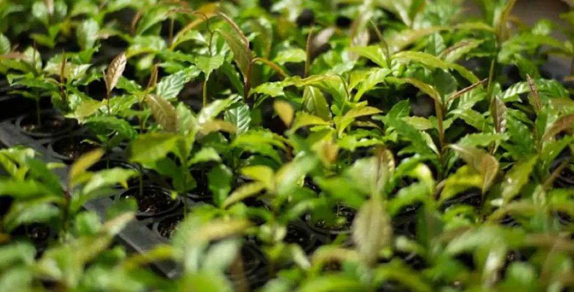 Mata Atlântica, na Bahia: De bioma devastado a exemplo de restauração florestal