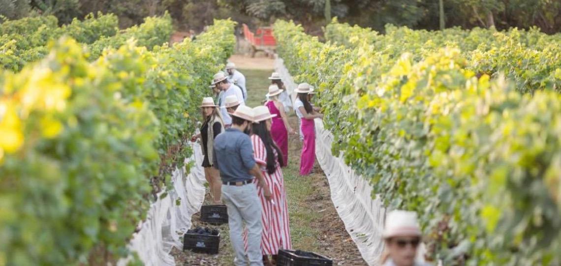 Emater-DF lança catálogo com mais de 300 produtos e experiências de turismo rural no Distrito Federal