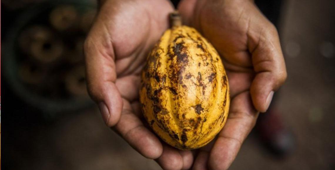 Governo do Brasil define medida que fortalece produção nacional de cacau
