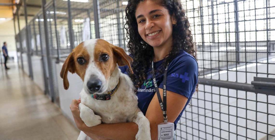Cães resgatados aguardam há mais de um ano por um novo lar na Zoonoses do DF; saiba como adotar