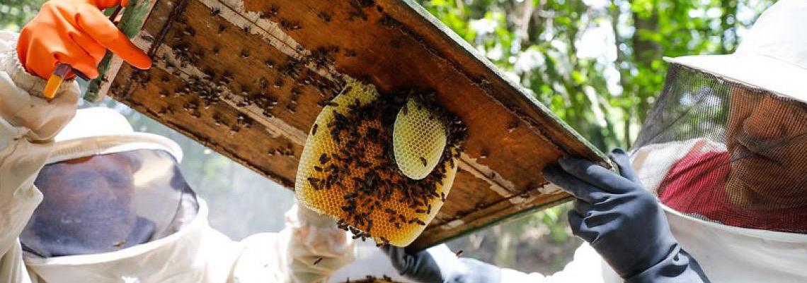 Curso sobre Manejo capacita produtores na criação de abelhas nativas sem ferrão