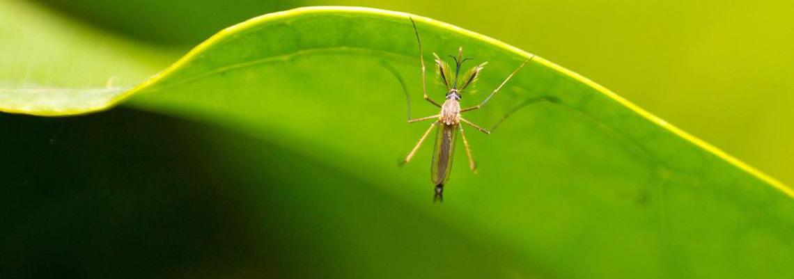 Agência da ONU relata transmissão de febre amarela em partes da América do Sul