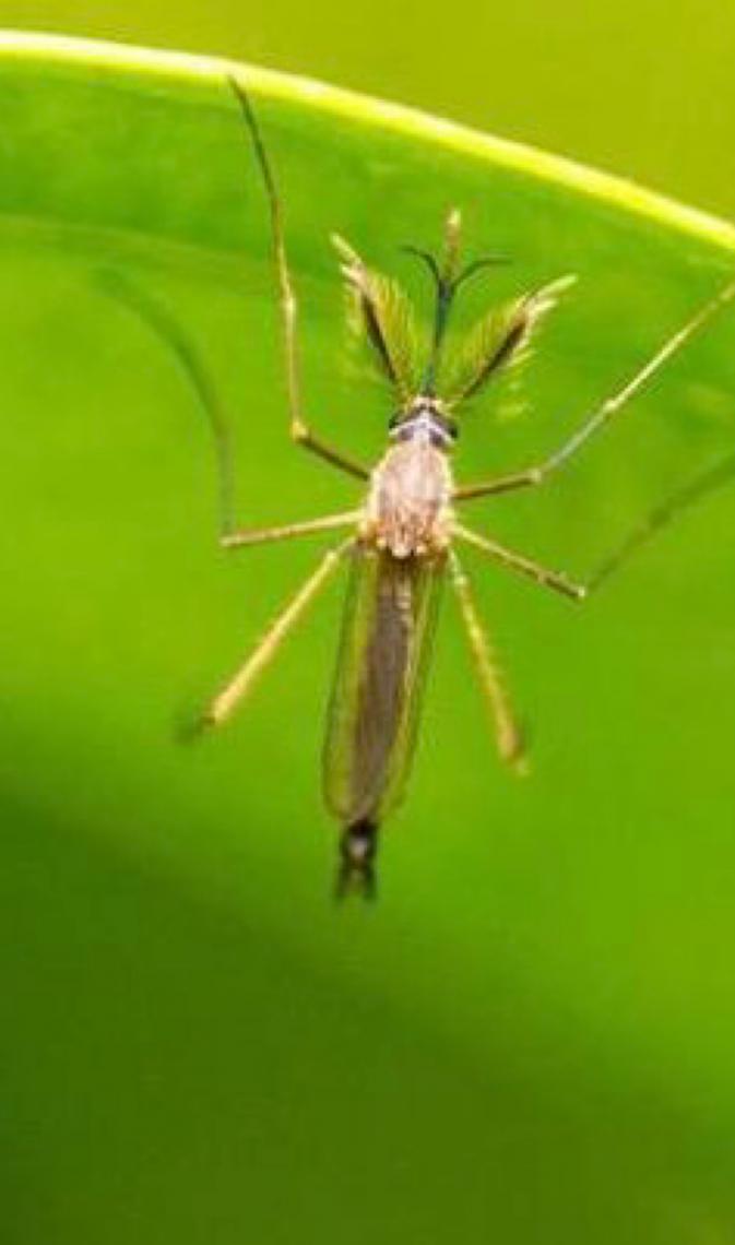 Agência da ONU relata transmissão de febre amarela em partes da América do Sul