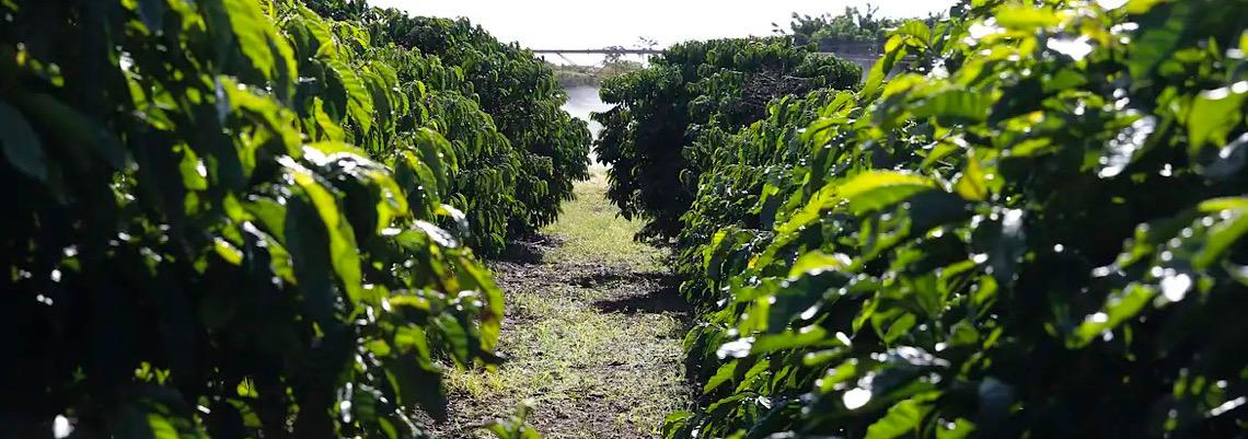 Preço do café cai, mas ainda remunera produtor, e mercado vive incertezas com juros e guerra