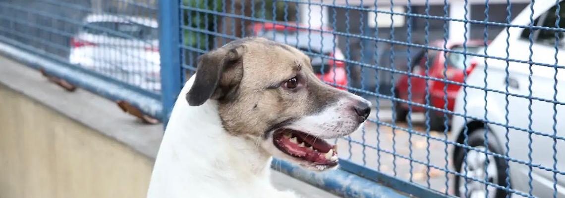 Preço da ração pesa e mercado pet retrai pela primeira vez em seis anos