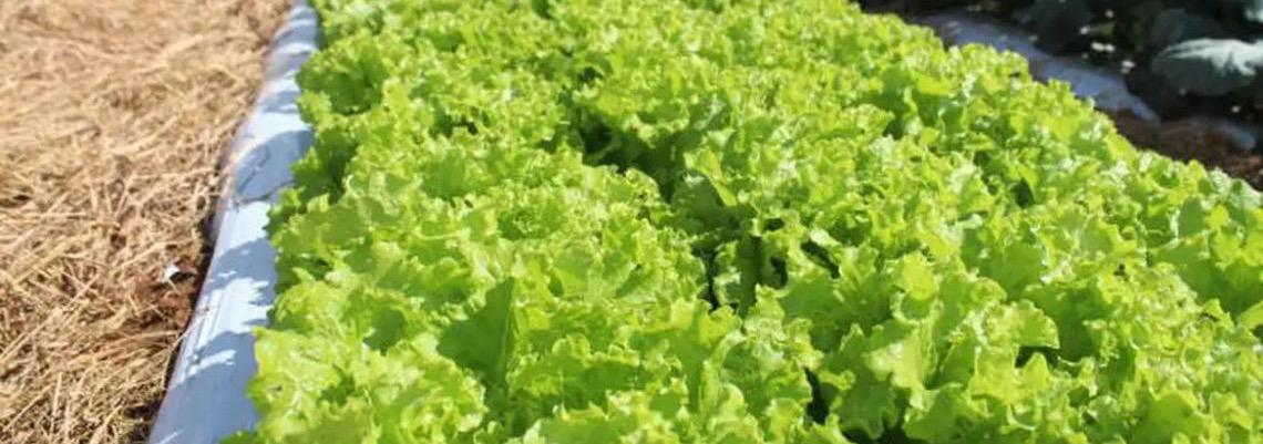 Embrapa inaugura Unidade Mista de Pesquisa e Inovação em Mato Grosso