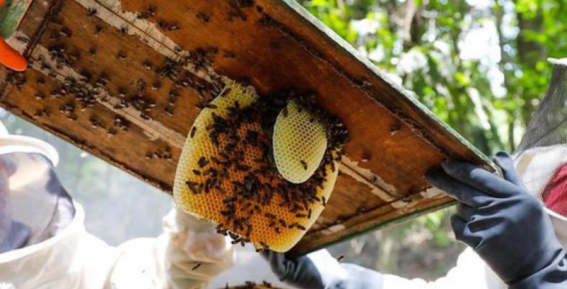 Curso no Distrito Federal sobre Manejo capacita produtores na criação de abelhas nativas sem ferrão