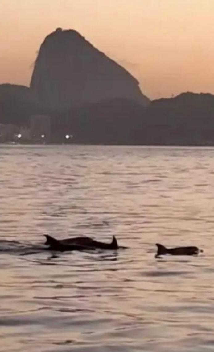 Golfinhos encantam banhistas da Praia do Arpoador, no Rio de Janeiro e indicam boas condições de praia